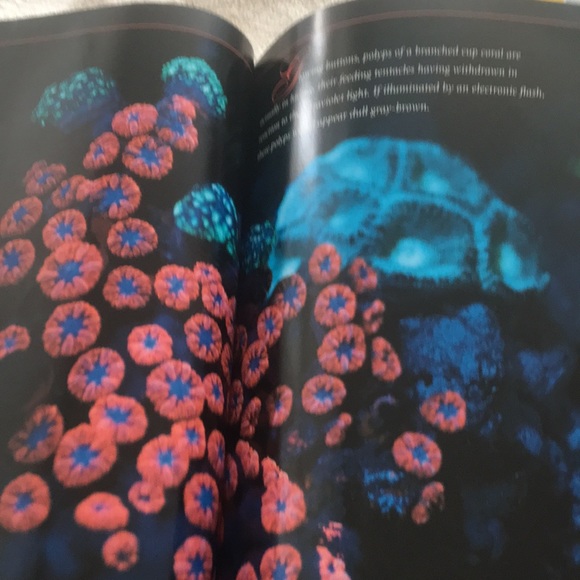 National Geographic Vol. 192 No. 2 August 1997 - Picture 7 of 14